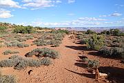 White Rim Trail