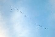 天空的鳥群