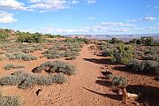 White Rim Overlook Trail